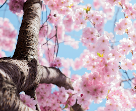 Shop Springtime Snacks